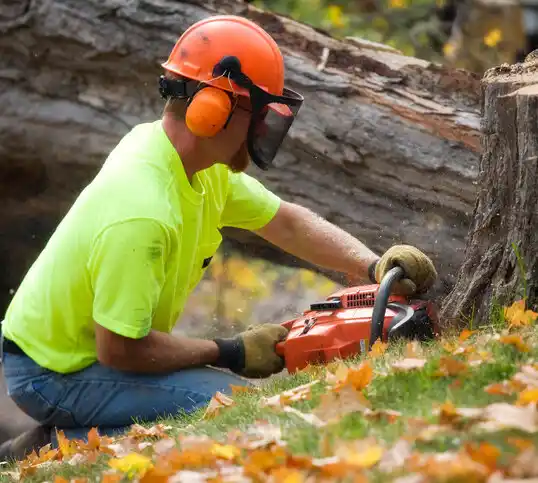 tree services Hornell